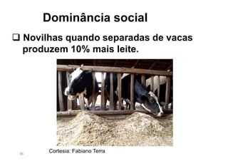 36
 Novilhas quando separadas de vacas
produzem 10% mais leite.
Cortesia: Fabiano Terra
Dominância social
 