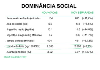 NOV+VACAS NOV SEPARADAS
. tempo alimentação (min/dia) 184 205 (+11,4%)
. Ida ao cocho (dia) 5.9 6.4 (+8,5%)
. Ingestão ração (kg/dia) 10.1 11.6 (+14,8%)
. ingestão silagem (kg MS /dia) 7.7 8.6 (+11,7%)
. tempo deitada (min/dia) 424 461 (+8,72%)
. produção leite (kg/130 DEL) 2.383 2.590 (+8,7%)
. Gordura no leite (%) 3.92 3.97 (+1,27%)
GRANT E ALBRIGHT, 1997
DOMINÂNCIA SOCIAL
 