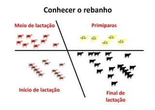 Conhecer o rebanho
Final de
lactação
Primiparas
Meio de lactação
Inicio de lactação
 