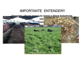 Forragem = Ocupa espaço no rúmen e digere lentamente.
De 30 a 50% da fibra ingerida pela vaca é de fermentação lenta no
rúmen.Ficam retidas no rúmen por longo período(24 à 48
horas).Fibra tem baixo conteúdo energético por un. de peso.Dessa
forma os ruminantes tem que ingerir grandes quantidades de
alimentos fibrosos para atingir seus requisitos energéticos. Porém,
devido ao espaço que ocupam no rúmen a ingestão de energia pode
ser menor que a exigência da vaca.
IMPORTANTE ENTENDER!!
 