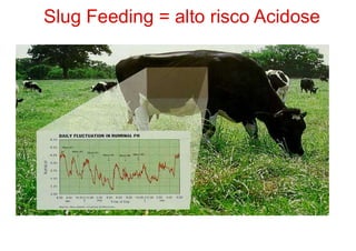 Slug Feeding = alto risco Acidose
 