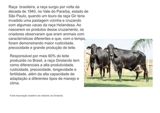 Raça brasileira, a raça surgiu por volta da
década de 1940, no Vale do Paraíba, estado de
São Paulo, quando um touro da raça Gir teria
invadido uma pastagem vizinha e cruzando
com algumas vacas da raça Holandesa. Ao
nascerem os produtos desse cruzamento, os
criadores observaram que eram animais com
características diferentes e que, com o tempo,
foram demonstrando maior rusticidade,
precocidade e grande produção de leite.
Responsável por mais 60% do leite
produzido no Brasil, a raça Girolando tem
como diferenciais a alta produtividade,
rusticidade, precocidade, longevidade e
fertilidade, além da alta capacidade de
adaptação a diferentes tipos de manejo e
clima.
Fonte Associação brasileiro de criadores de Girolando
 