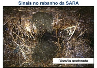 Sinais no rebanho da SARA
Diarréia moderada
 