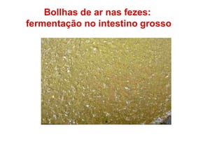Bollhas de ar nas fezes:
fermentação no intestino grosso
 