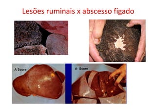 Lesões ruminais x abscesso fígado
 