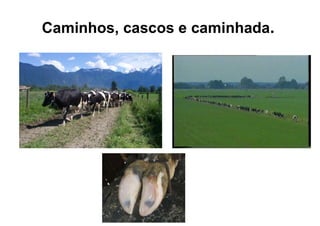 Caminhos, cascos e caminhada.
 