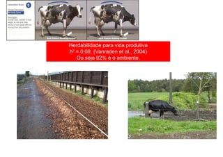 Herdabilidade para vida produtiva
h² = 0,08. (Vanraden et al., 2004)
Ou seja 92% é o ambiente.
 