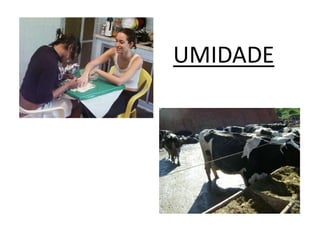 UMIDADE
 