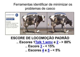 ESCORE DE LOCOMOÇÃO PADRÃO
.. Escores 1Talk 1.wmv e 2 - > 80%
.. Escore 3 - < 15%
.. Escores 4 e 5 - < 5%
Ferramentas identificar de minimizar os
problemas de casco
 