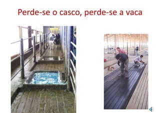 Perde-se o casco, perde-se a vaca
 