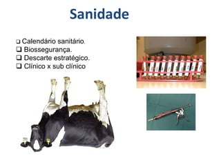 Calendário sanitário.
 Biossegurança.
 Descarte estratégico.
 Clínico x sub clínico
Sanidade
 