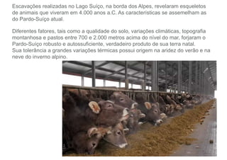 Escavações realizadas no Lago Suíço, na borda dos Alpes, revelaram esqueletos
de animais que viveram em 4.000 anos a.C. As características se assemelham as
do Pardo-Suíço atual.
Diferentes fatores, tais como a qualidade do solo, variações climáticas, topografia
montanhosa e pastos entre 700 e 2.000 metros acima do nível do mar, forjaram o
Pardo-Suíço robusto e autossuficiente, verdadeiro produto de sua terra natal.
Sua tolerância a grandes variações térmicas possui origem na aridez do verão e na
neve do inverno alpino.
 