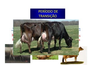 parto
3 semanas
pós-parto
3 semanas
pré-parto
PERÍODO DE
TRANSIÇÃO
 