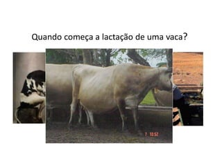 Quando começa a lactação de uma vaca?
RUMINANTES
 