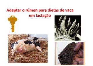 Adaptar o rúmen para dietas de vaca
em lactação
 