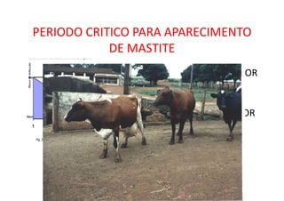 PERIODO CRITICO PARA APARECIMENTO
DE MASTITE
• 36% DAS INFECCOES POR
STREPTOCOCCUS EM
INICIO DE LACTAÇÃO.
• 50%DAS INFECÇÕES POR
COLIFORMES
• SECAGEM COM
ANTIBIÓTICO
INTRAMAMÁRIO
 