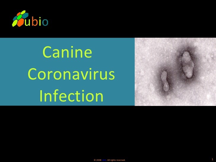 canine coronavirus