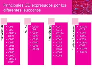 Principales CD expresados por los
diferentes leucocitos
 
