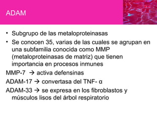 ADAM
• Subgrupo de las metaloproteinasas
• Se conocen 35, varias de las cuales se agrupan en
una subfamilia conocida como MMP
(metaloproteinasas de matriz) que tienen
importancia en procesos inmunes
MMP-7  activa defensinas
ADAM-17  convertasa del TNF- α
ADAM-33  se expresa en los fibroblastos y
músculos lisos del árbol respiratorio
 