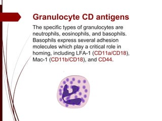 Granulocyte CD antigens
.
The specific types of granulocytes are
neutrophils, eosinophils, and basophils.
Basophils express several adhesion
molecules which play a critical role in
homing, including LFA-1 (CD11a/CD18),
Mac-1 (CD11b/CD18), and CD44.
 