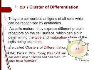   CD / Cluster of Differentiation
 They are cell surface antigens of all cells which 
can be recognized by antibodies.
  As cells mature, they express different protein 
receptors on the cell surface, which can aid in 
determining the type and maturation stage of the 
cells being examined.
 are called Clusters of Differentiation
 HLDA), Paris in 1982. Today, the HLDA Workshop meeting
has been held 10 times and has over 371 CD markers
have been identified
 