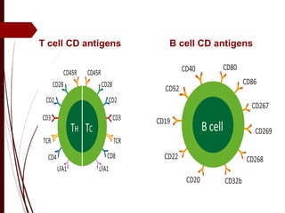 T cell CD antigens B cell CD antigens
 