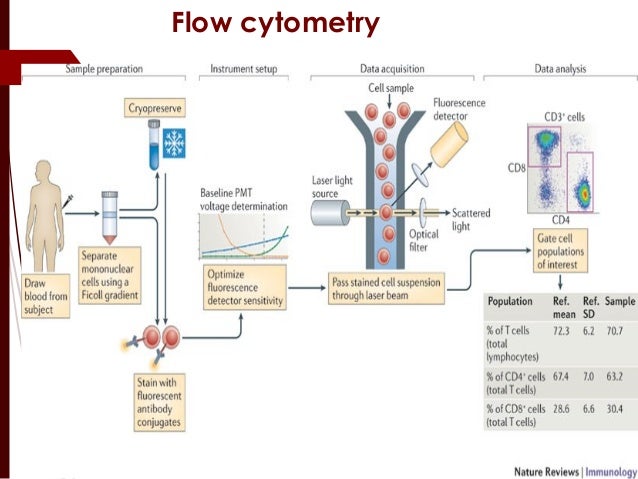 Clusters of differentiation (CDs)
