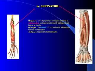 m. SUPINATOR

Originea n 1/4 proximal` a marginii laterale a
cubitusului, pe ligamentul inelar [i pe ligamentul
lateral al cotului.
Inser]ia : pe radius, n 1/3 proximal` a fe]ei sale
laterale [i anterioare.
Ac]iune: supinator al antebra]ului.

 