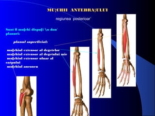 MU{CHII ANTEBRA}ULUI
regiunea posterioar`
Sunt 8 mu[chi dispu[i n dou`
planuri:
planul superficial:
mu[chiul
mu[chiul
mu[chiul
carpului
mu[chiul

extensor al degetelor
extensor al degetului mic
extensor ulnar al
anconeu

 