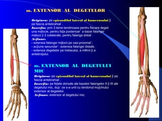m. EXTENSOR AL DEGETELOR
Originea: pe epicondilul lateral al humerusului [i
pe fascia antebrahial`.
Inser]ia: prin 3 lame tendinoase pentru fiecare deget:
una mijlocie, pentru fa]a posterioar` a bazei falangei
mijlocii [i 2 colaterale, pentru falanga distal`.
Ac]iune:
- extensia falangei mijlocii pe cea proximal`;
- ac]iune secundar`: extensia falangei distale.
- extensia degetelor pe metacarp, a m#inii [i a
antebra]ului.

m. EXTENSOR AL DEGETULUI
MIC
Originea: pe epicondilul lateral al humerusului [i pe
fascia antebrahial`.
Inser]ia: pe fe]ele dorsale ale bazelor falangelor II [i III ale
degetului mic, dup` ce s-a unit cu tendonul mu[chiului
extensor al degetelor.
Ac]iune: extensor al degetului mic.

 