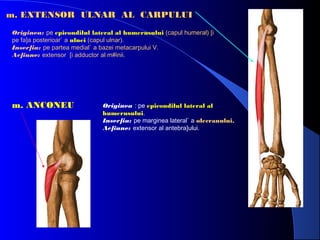 m. EXTENSOR ULNAR AL CARPULUI
Originea: pe epicondilul lateral al humerusului (capul humeral) [i
pe fa]a posterioar` a ulnei (capul ulnar).
Inser]ia: pe partea medial` a bazei metacarpului V.
Ac]iune: extensor [i adductor al m#inii.

m. ANCONEU

Originea : pe epicondilul lateral al
humerusului.
Inser]ia: pe marginea lateral` a olecranului.
Ac]iune: extensor al antebra]ului.

 