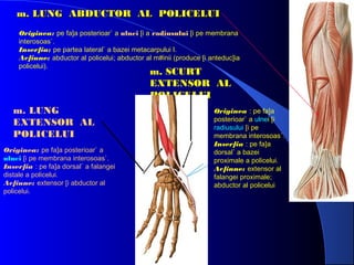 m. LUNG ABDUCTOR AL POLICELUI
Originea: pe fa]a posterioar` a ulnei [i a radiusului [i pe membrana
interosoas`.
Inser]ia: pe partea lateral` a bazei metacarpului I.
Ac]iune: abductor al policelui; abductor al m#inii (produce [i anteduc]ia
policelui).

m. SCURT
EXTENSOR AL
POLICELUI

m. LUNG
EXTENSOR AL
POLICELUI
Originea: pe fa]a posterioar` a
ulnei [i pe membrana interosoas`.
Inser]ia : pe fa]a dorsal` a falangei
distale a policelui.
Ac]iune: extensor [i abductor al
policelui.

Originea : pe fa]a
posterioar` a ulnei [i
radiusului [i pe
membrana interosoas`.
Inser]ia : pe fa]a
dorsal` a bazei
proximale a policelui.
Ac]iune: extensor al
falangei proximale;
abductor al policelui

 