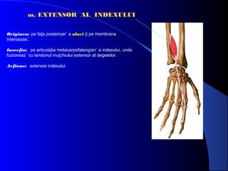 m. EXTENSOR AL INDEXULUI
Originea: pe fa]a posterioar` a ulnei [i pe membrana
interosoas`.
Inser]ia: pe articula]ia metacarpofalangian` a indexului, unde
fuzioneaz` cu tendonul mu[chiului extensor al degetelor.
Ac]iune: extensia indexului.

 