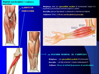 Mu[chii antebra]ului – regiunea
anterioar`
m.ROTUND

Originea este pe epicondilul medial al humerusului (capul s`u
humeral) [i pe procesul coronoid (capul s`u ulnar).

PRONATOR

Inser]ia este pe fa]a lateral` a radiusului n treimea sa mijlocie.
Ac]iunea const` n flexia antebra]ului [i prona]ie.

m. FLEXOR RADIAL AL CARPULUI
Originea - pe epicondilul medial al humerusului.
Inser]ia - pe fa]a anterioar` a bazei metacarpului II.
Ac]iune: flexor al m#inii [i pronator al antebra]ului.

 