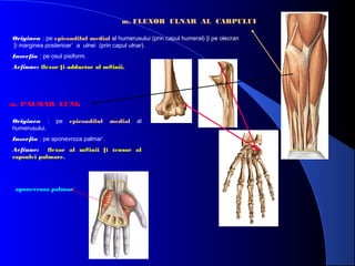 m. FLEXOR ULNAR AL CARPULUI
Originea : pe epicondilul medial al humerusului (prin capul humeral) [i pe olecran
[i marginea posterioar` a ulnei (prin capul ulnar).
Inser]ia : pe osul pisiform.
Ac]iune: flexor [i adductor al m#inii.

m. PALMAR LUNG
Originea :
humerusului.

pe

epicondilul

medial

al

Inser]ia : pe aponevroza palmar`.
Ac]iune: flexor al m#inii [i tensor al
capsulei palmare.

aponevroza palmar`

 