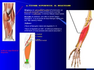 m. FLEXOR SUPERFICIAL AL DEGETELOR
Originea pe epicondilul medial al humerusului, pe
procesul coronoid (capul humero-ulnar) [i pe fa]a
anterioar` a radiusului, n treimea mijlocie (capul radial).
Inser]ia se realizeaz` prin c#te un tendon pentru
degetele II - V ce se prinde de baza falangei mijlocii prin
dou` f#[ii: lateral [i medial.
Ac]iune:
• flexor al falangelor mijlocii ale degetelor II - V.
• flexor al degetelor pe m#n`, al m#inii pe antebra] [i a
antebra]ului pe bra] (aceasta este ac]iune secundar`).
a. brahial`
n. median
n.ulnar
epicondil medial

m.flexor superficial al
degetelor

 