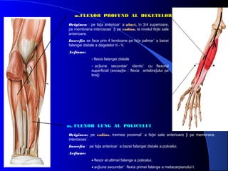 m.FLEXOR PROFUND AL DEGETELOR
Originea : pe fa]a anterioar` a ulnei, n 3/4 superioare,
pe membrana interosoas` [i pe radius, la nivelul fe]ei sale
anterioare.
Inser]ia se face prin 4 tendoane pe fa]a palmar` a bazei
falangei distale a degetelor II - V.
Ac]iune:
- flexia falangei distale
- ac]iune secundar` identic` cu flexorul
superficial (excep]ie : flexia antebra]ului pe
bra])

m. FLEXOR LUNG AL POLICELUI
Originea: pe radius, treimea proximal` a fe]ei sale anterioare [i pe membrana
interosoas`.
Inser]ia : pe fa]a anterioar` a bazei falangei distale a policelui.
Ac]iune:
• flexor al ultimei falange a policelui.
• ac]iune secundar`: flexia primei falange a metacarpianului I.

 