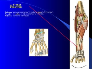 m. P~TRAT
PRONATOR
Originea pe marginea anterioar` [i medial` a ulnei, n 1/4 inferioar`.
Inser]ia pe radius, pe fa]a sa anterioar` n 1/4 distal`.
Ac]iune: pronator al antebra]ului.

 