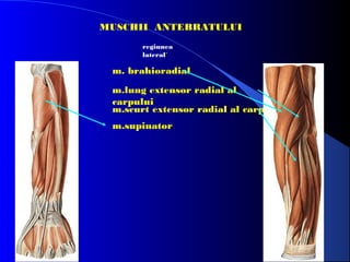 MUSCHII ANTEBRATULUI
regiunea
lateral`

m. brahioradial
m.lung extensor radial al
carpului
m.scurt extensor radial al carpului
m.supinator

 