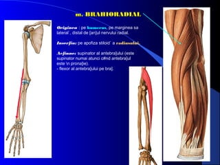 m. BRAHIORADIAL
Originea : pe humerus, pe marginea sa
lateral`, distal de [an]ul nervului radial.
Inser]ia: pe apofiza stiloid` a radiusului.
Ac]iune: supinator al antebra]ului (este
supinator numai atunci c#nd antebra]ul
este n prona]ie).
- flexor al antebra]ului pe bra].

 