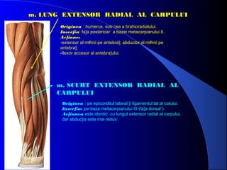 m. LUNG EXTENSOR RADIAL AL CARPULUI
Originea : humerus, sub cea a brahioradialului.
Inser]ia: fa]a posterioar` a bazei metacarpianului II.
Ac]iune:
-extensor al m#inii pe antebra]; abductor al m#inii pe
antebra];
-flexor accesor al antebra]ului.

m. SCURT EXTENSOR RADIAL AL
CARPULUI
Originea : pe epicondilul lateral [i ligamentul lat al cotului.
Inser]ia: pe baza metacarpianului III (fa]a dorsal`).
Ac]iunea este identic` cu lungul extensor radial al carpului,
dar abduc]ia este mai redus`.

 