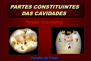 Paredes de FundoSão as paredes correspondentes ao                soalho da cavidade.  Pulpar