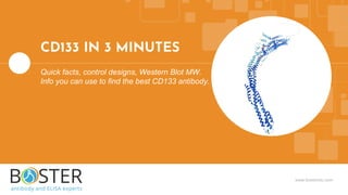 www.bosterbio.com
CD133 IN 3 MINUTES
Quick facts, control designs, Western Blot MW.
Info you can use to find the best CD133 antibody.
 