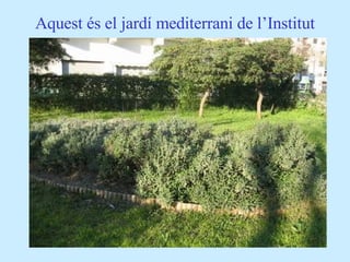 Aquest és el jardí mediterrani de l’Institut 