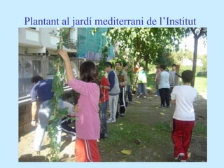 Plantant al jardí mediterrani de l’Institut 