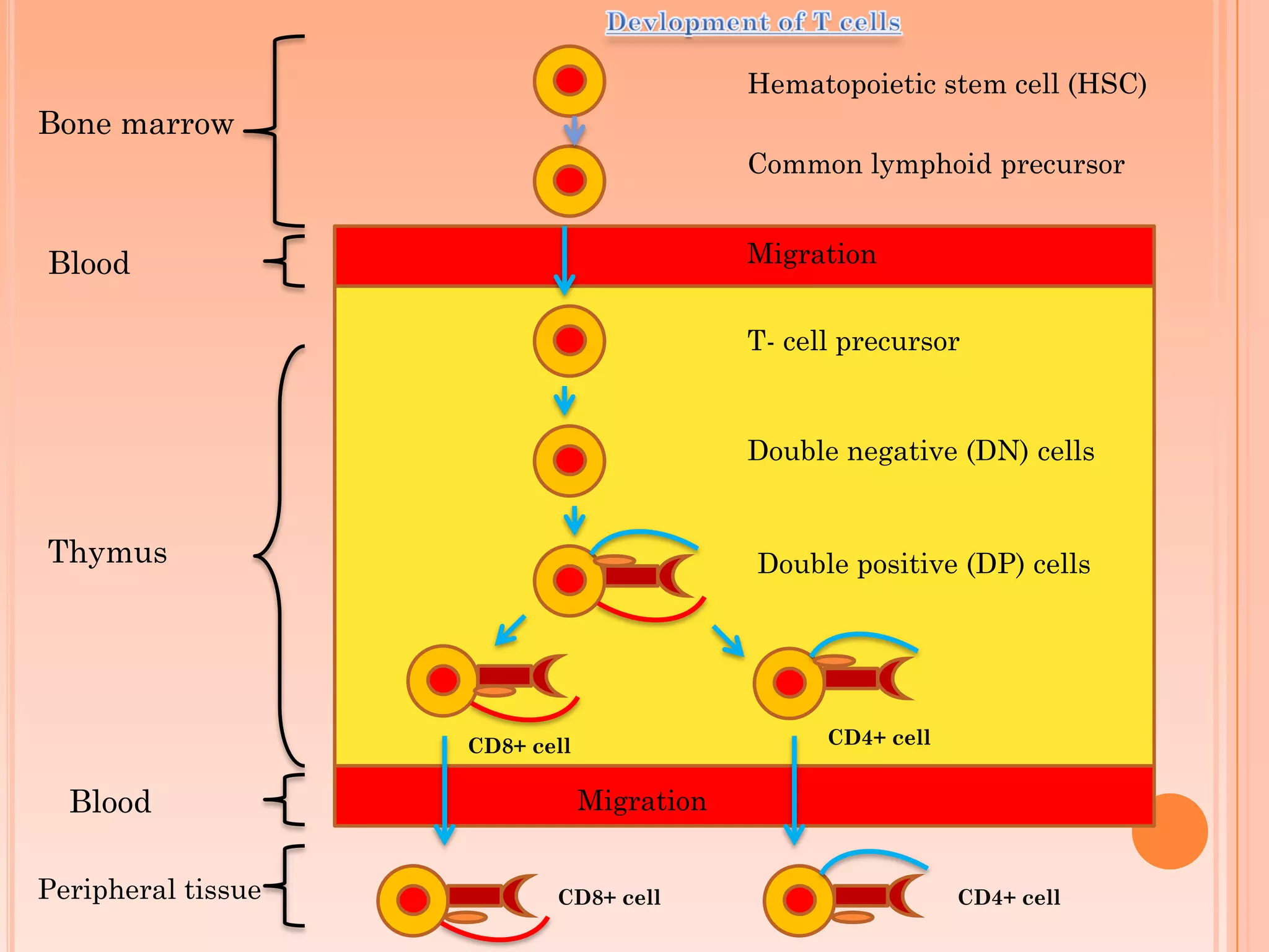 Hematopoietic stem cell (HSC)
Common lymphoid precursor
Bone marrow
T- cell precursor
Double negative (DN) cells
Double positive (DP) cells
Blood
Blood
Thymus
Migration
Migration
CD8+ cell
CD8+ cell
CD4+ cell
CD4+ cellPeripheral tissue
 
