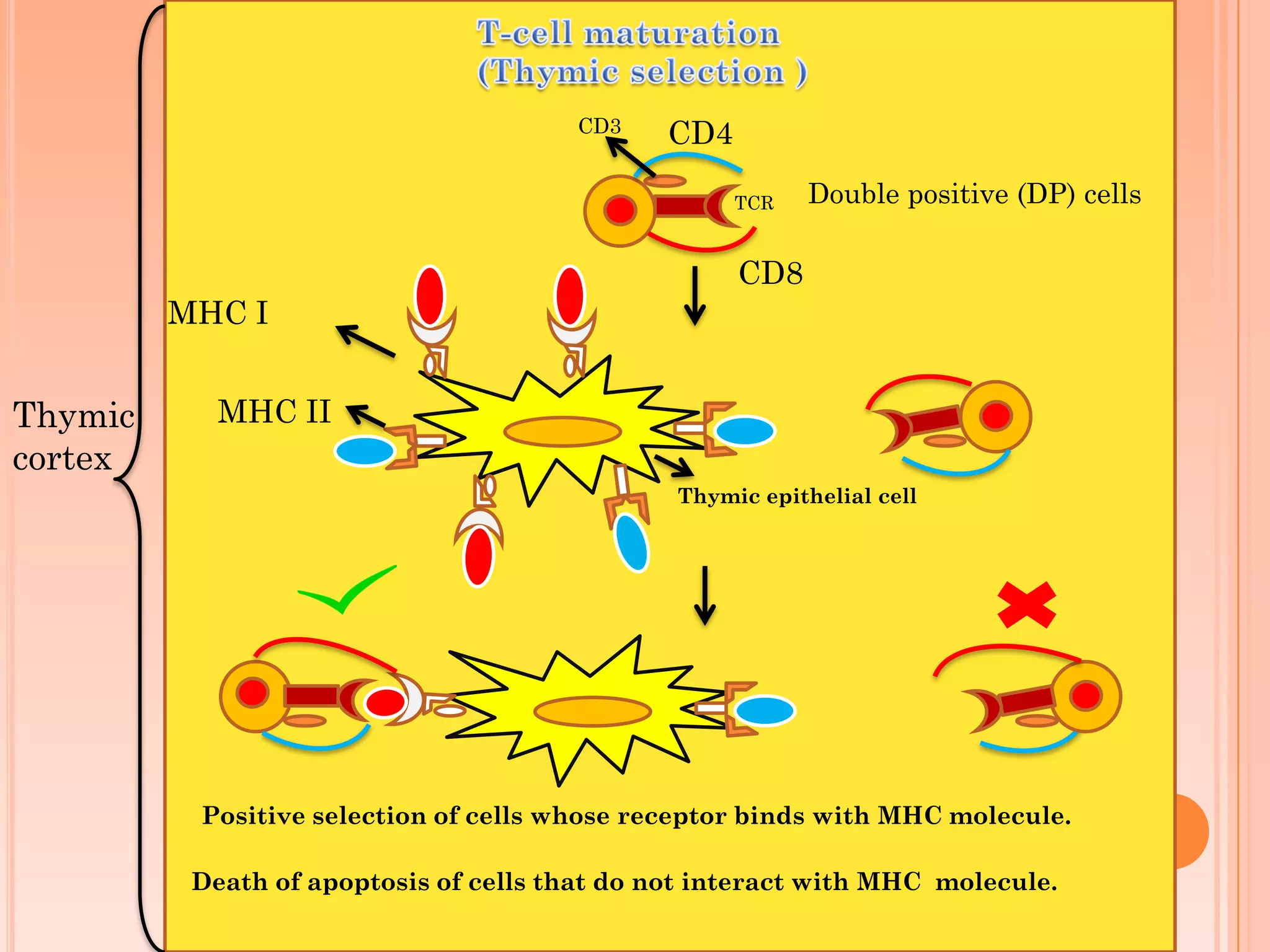 Double positive (DP) cells
CD8
CD4
TCR
CD3
MHC I
MHC II
Death of apoptosis of cells that do not interact with MHC molecule.
Thymic
cortex
Thymic epithelial cell
Positive selection of cells whose receptor binds with MHC molecule.
 