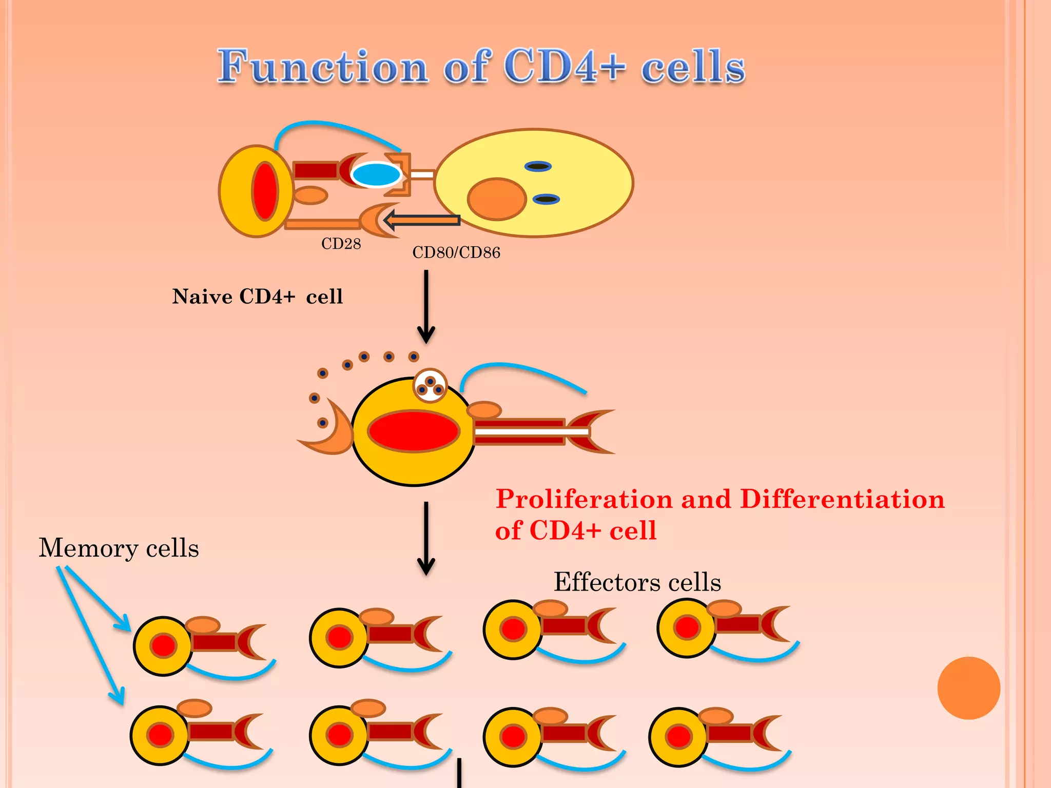 CD28
CD80/CD86
Naive CD4+ cell
Memory cells
Effectors cells
Proliferation and Differentiation
of CD4+ cell
 