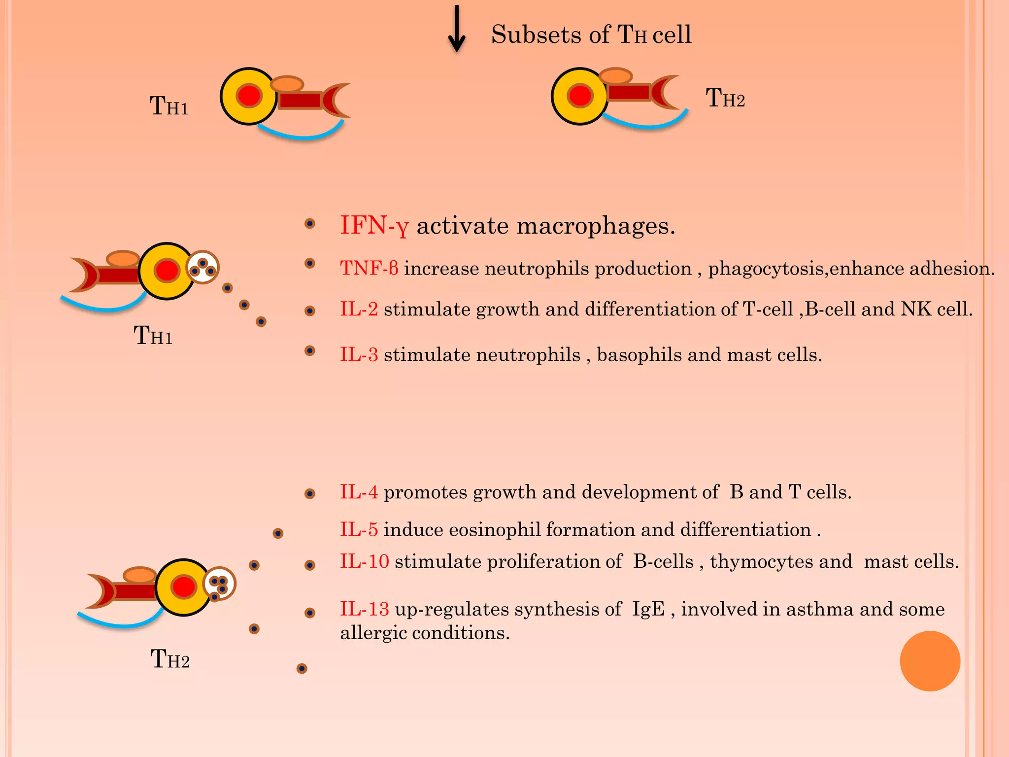 Subsets of TH cell
TH1 TH2
IFN-γ activate macrophages.
TNF-β increase neutrophils production , phagocytosis,enhance adhesion.
IL-2 stimulate growth and differentiation of T-cell ,B-cell and NK cell.
IL-3 stimulate neutrophils , basophils and mast cells.
TH1
IL-4 promotes growth and development of B and T cells.
IL-5 induce eosinophil formation and differentiation .
IL-10 stimulate proliferation of B-cells , thymocytes and mast cells.
IL-13 up-regulates synthesis of IgE , involved in asthma and some
allergic conditions.
TH2
 