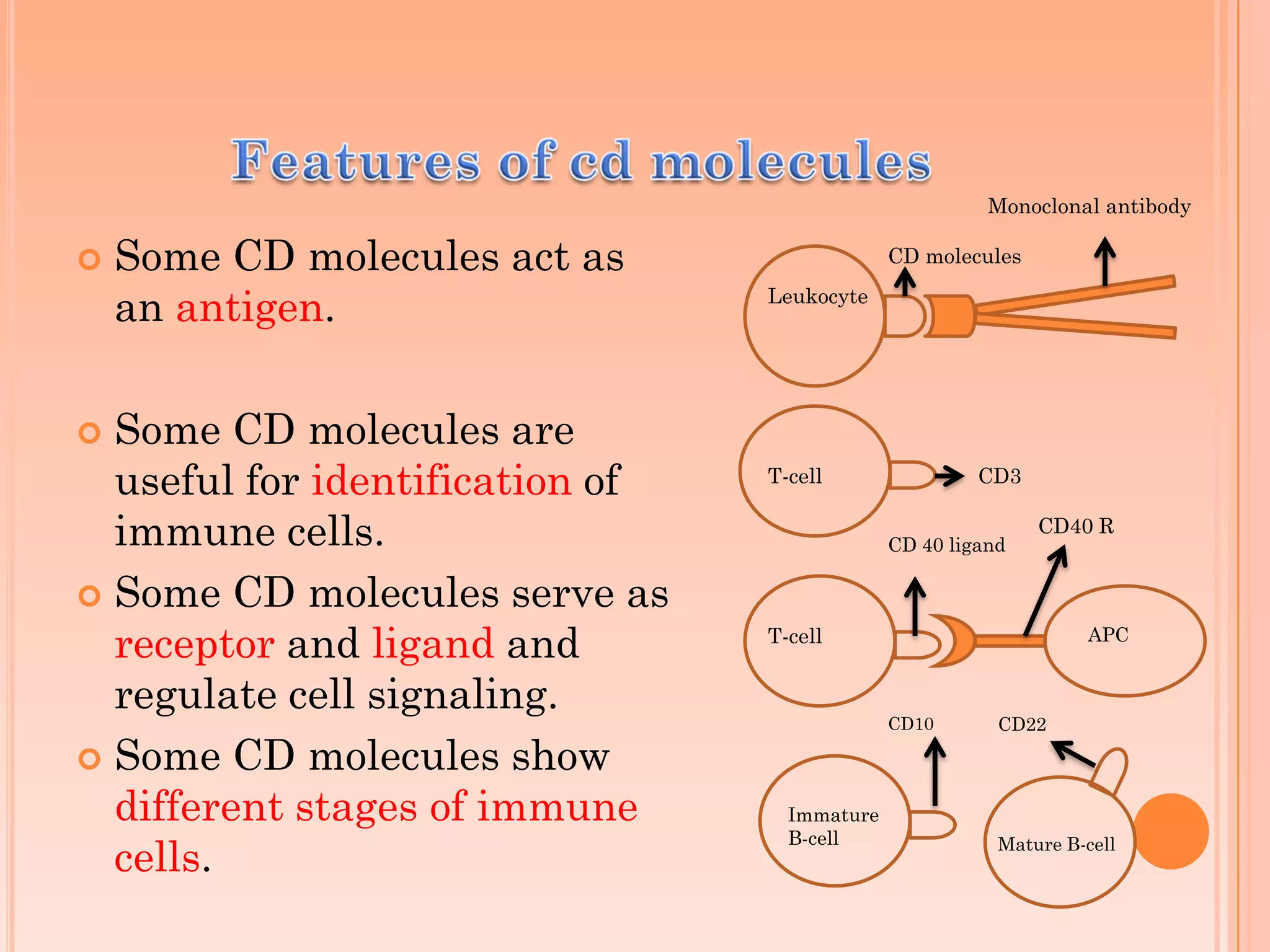  Some CD molecules act as
an antigen.
 Some CD molecules are
useful for identification of
immune cells.
 Some CD molecules serve as
receptor and ligand and
regulate cell signaling.
 Some CD molecules show
different stages of immune
cells.
Monoclonal antibody
Leukocyte
CD molecules
T-cell CD3
T-cell
CD 40 ligand
CD40 R
APC
Immature
B-cell
CD10
Mature B-cell
CD22
 